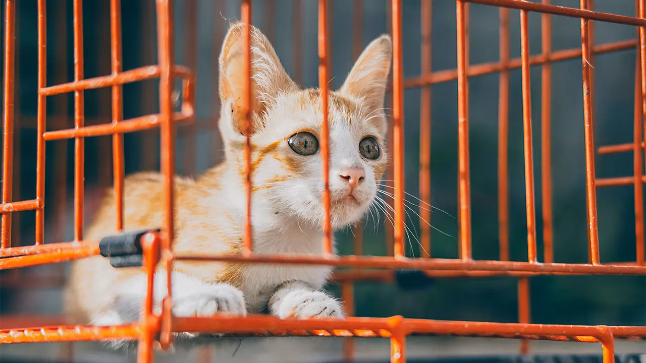 Anak Kucing Dalam Kandangnya